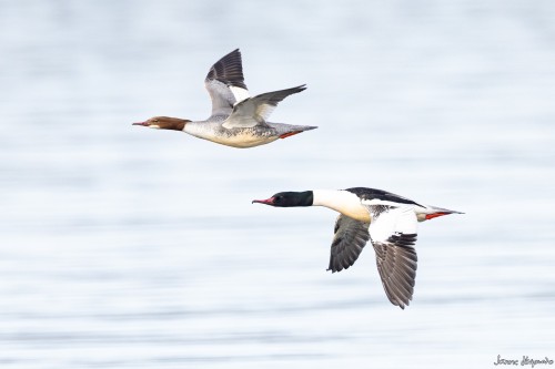 20250326 C72A2256 crop B 2048