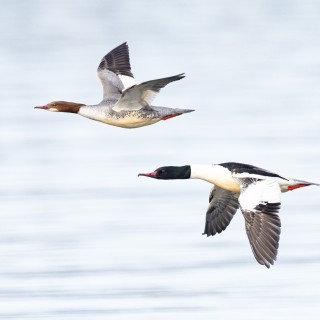 20250326-C72A2256_crop_B_2048