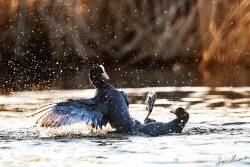 20250329 C72A4143 crop 2048