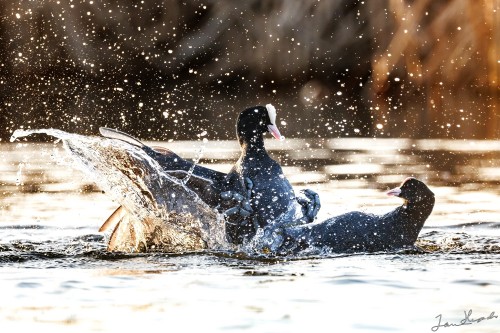 20250329 C72A4155 crop 2048