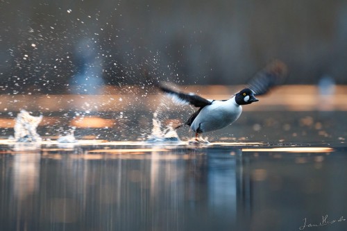 20250331 C72A6592 2 crop 2048