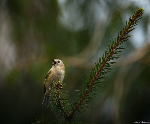 20250331 C72A7407 crop 2048