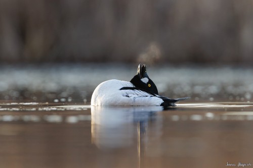 20250403 C72A0557 crop 2048