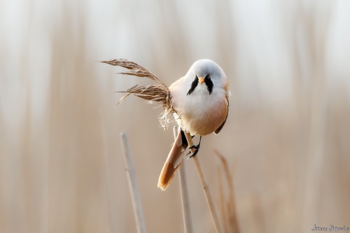 20250403 C72A1583C crop2x3 2048