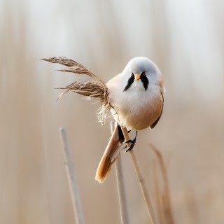 20250403-C72A1583C_crop2x3_2048