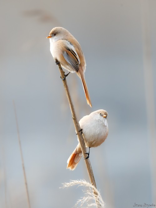 20250403 C72A1863 crop 2048