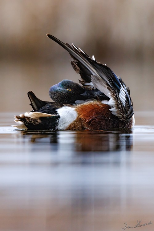 20250501 IMG 5983 crop b 2048