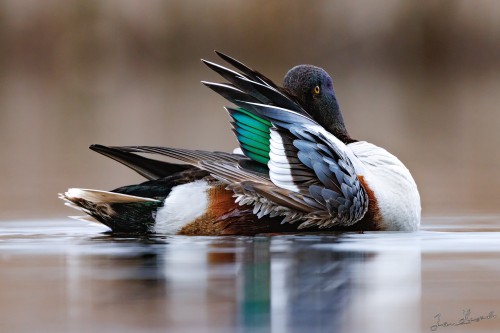 20250501 IMG 5993 crop 2048