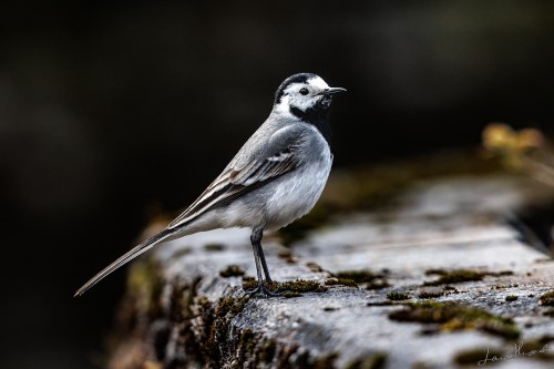 20250503 IMG 7026 crop 2048