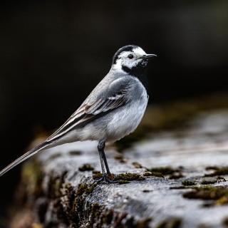 20250503-IMG_7026_crop_2048