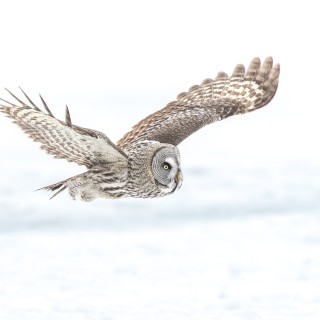 20240313-C72A5749_crop_2048