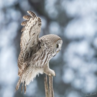 20240313-C72A5785_crop_2048