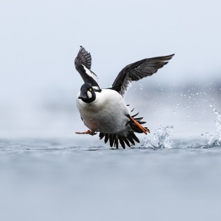 20240317-C72A9688_crop_2048