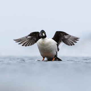 20240317-C72A9692_crop_2048