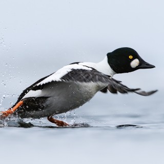 20240317-C72A9752_crop_b_2048