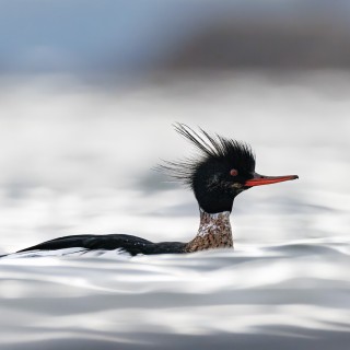 20250510-IMG_8647_crop_2048