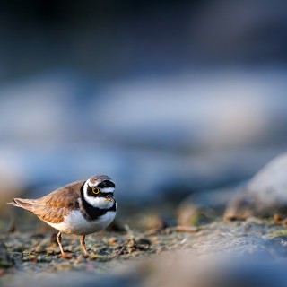 20230617-C72A6851_crop_c_2048