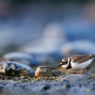 20230617-C72A6975_crop_2048