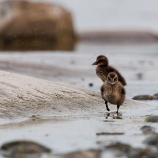 20230617-C72A7639_crop_2048