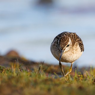 20220723-182A8340_crop_2048