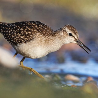 20220723-182A9693_crop_2048