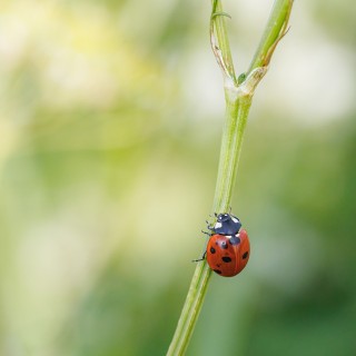 20250622-C72A9497_crop_2048