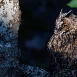 20250630-C72A3099_crop_2048