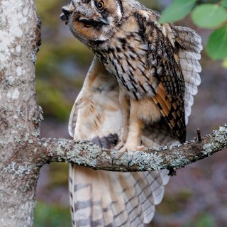 20250630-C72A3678_crop_2048