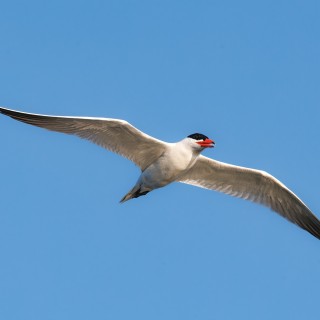 20250704-C72A4159_crop_2048