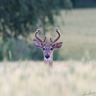 20250727-C72A9226_crop_2048