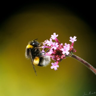 20250817-C72A5230_crop_c_2048