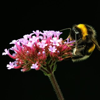 20250817-C72A5371_crop_2048