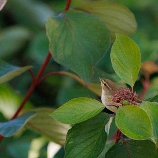 20250928-C72A2393_crop_2048