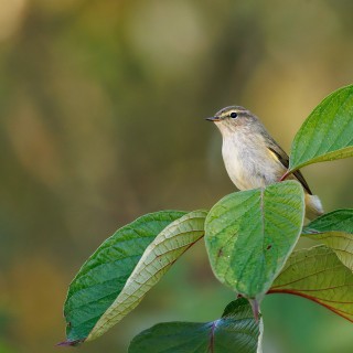 20250928-C72A2450_crop_2048