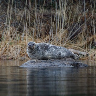 20190511-IMG_7566_crop_2048