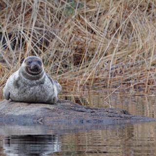 20190511-IMG_7816_crop_b_2048