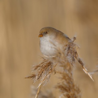 20180304-IMG_7841_crop_2048