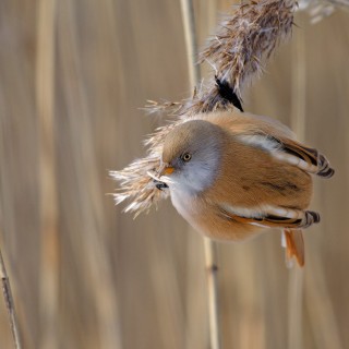 20180304-IMG_7937_crop_2048