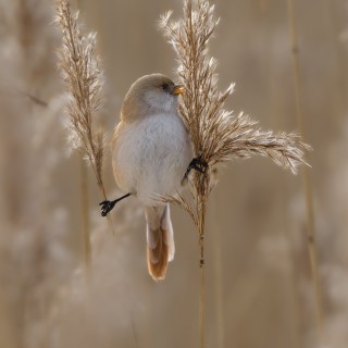 20180304-IMG_8008_crop_2048