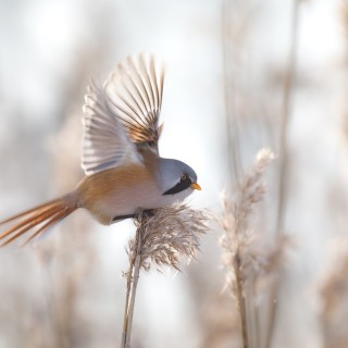 20180304-IMG_8154_crop_2048