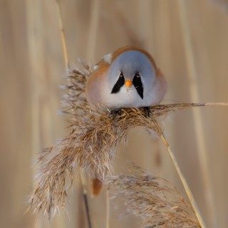 20180304-IMG_8228_crop_2048