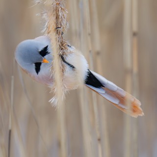 20180304-IMG_8357_crop_2048