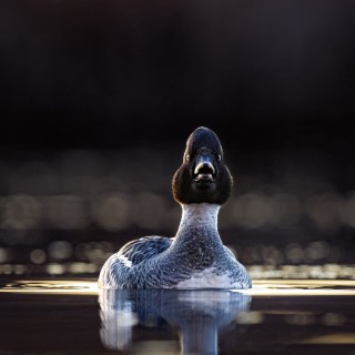 20250403-C72A0403_crop_b_2048