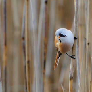 20250403-C72A1910_crop_2048