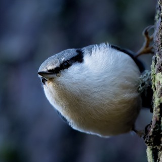 20251123-IMG_4991_crop_b_2048