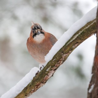 20260117-C72A6963_crop_2048