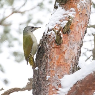 20260117-C72A7715_crop_2048