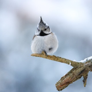 20260131-IMG_5552_crop_b_2048