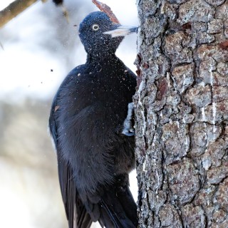 20260207-C72A1620_crop_b_2048