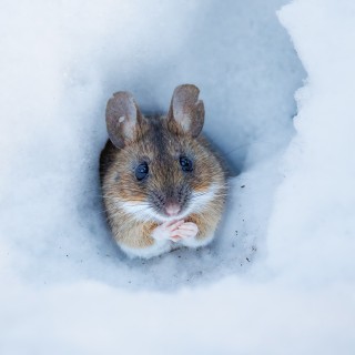 20260207-C72A4009_crop_2048